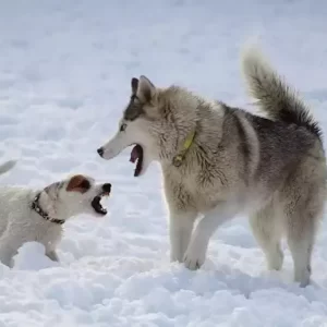 older-dog-attacking-new-puppy