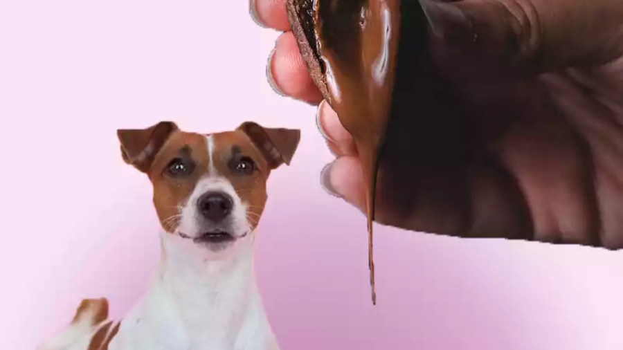 How-much-chocolate-will-kill-a-dog