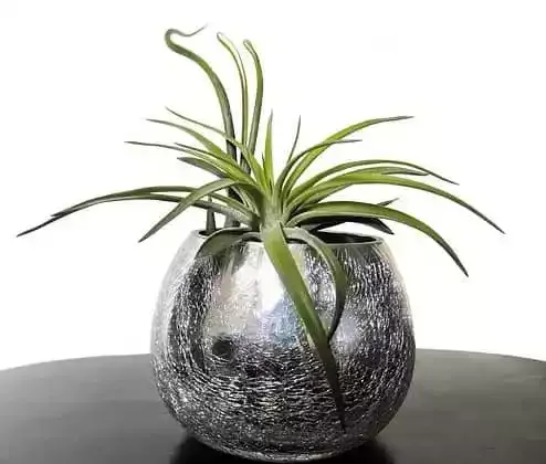 Are-air-plants-toxic-to-dogs