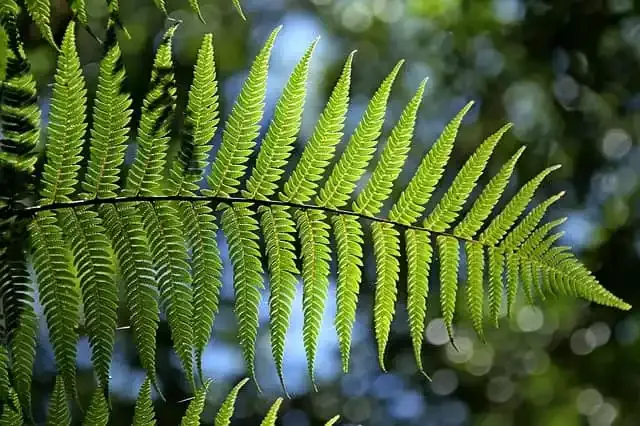 Are-fern-leaves-poisonous-to-dogs