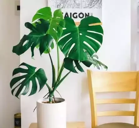 Are-monstera-plants-toxic-to-dogs