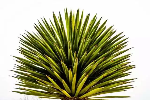 Are-yucca-plants-toxic-to-dogs