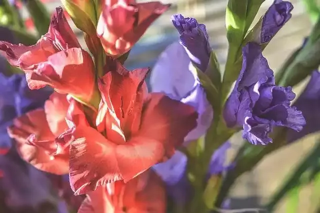 Is-gladiolus-toxic-to-dogs