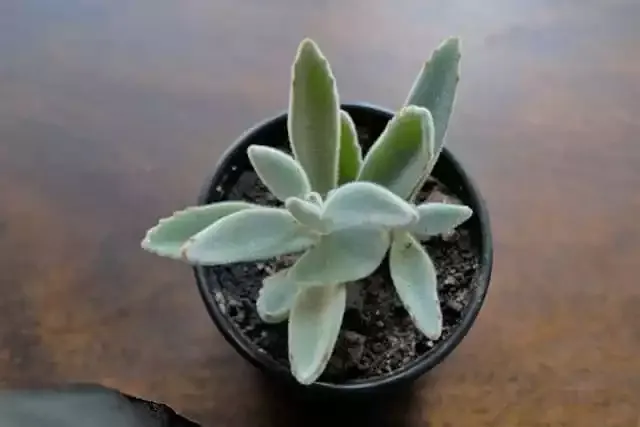 Is-the-Panda-plant-toxic-to-dogs