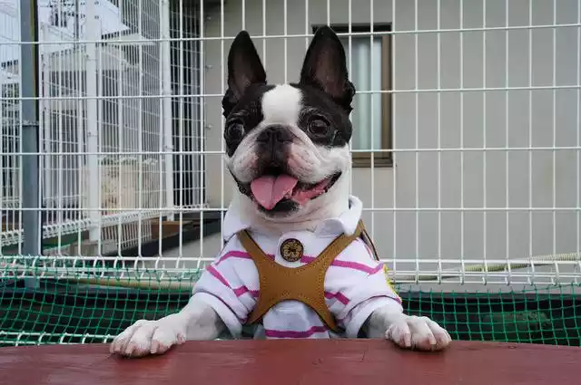 Are-Boston-terriers-good-guard-dogs