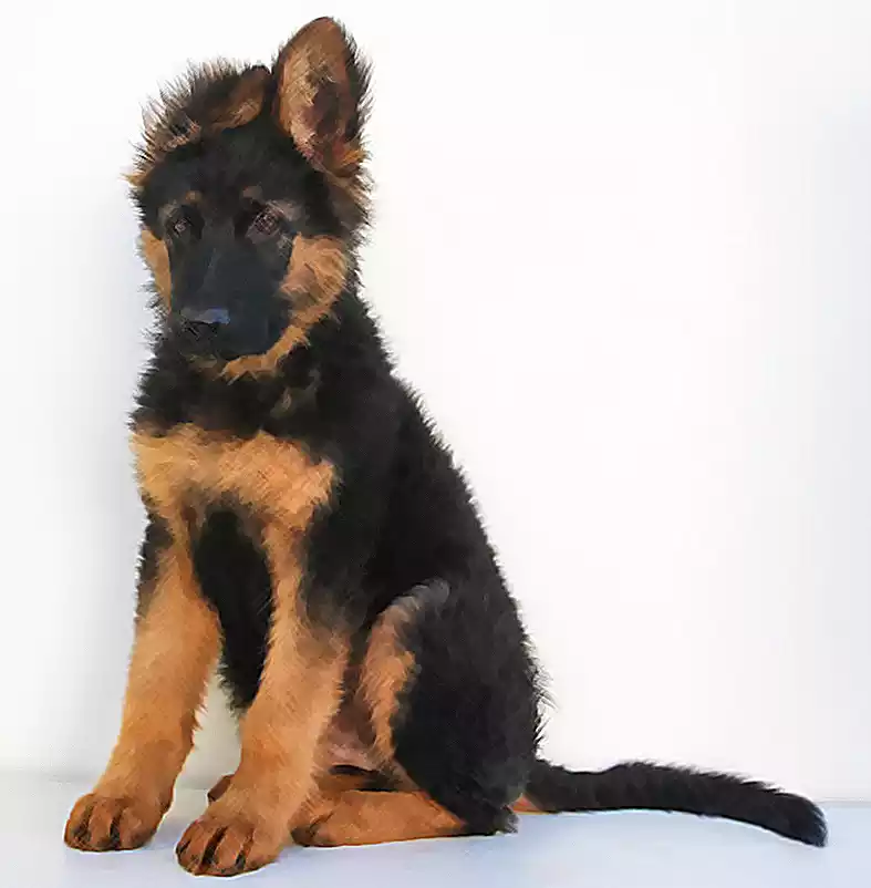 German-shepherd-puppies-to-adopt