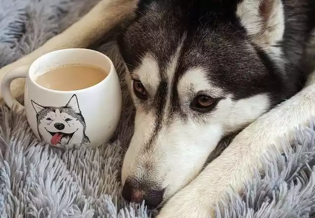 How-much-coffee-is-toxic-to-dogs