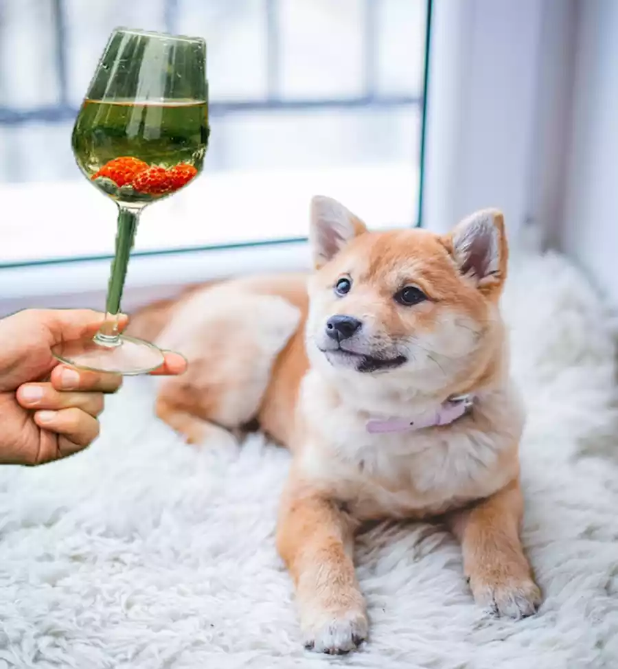 Is-alcohol-poisonous-to-dogs