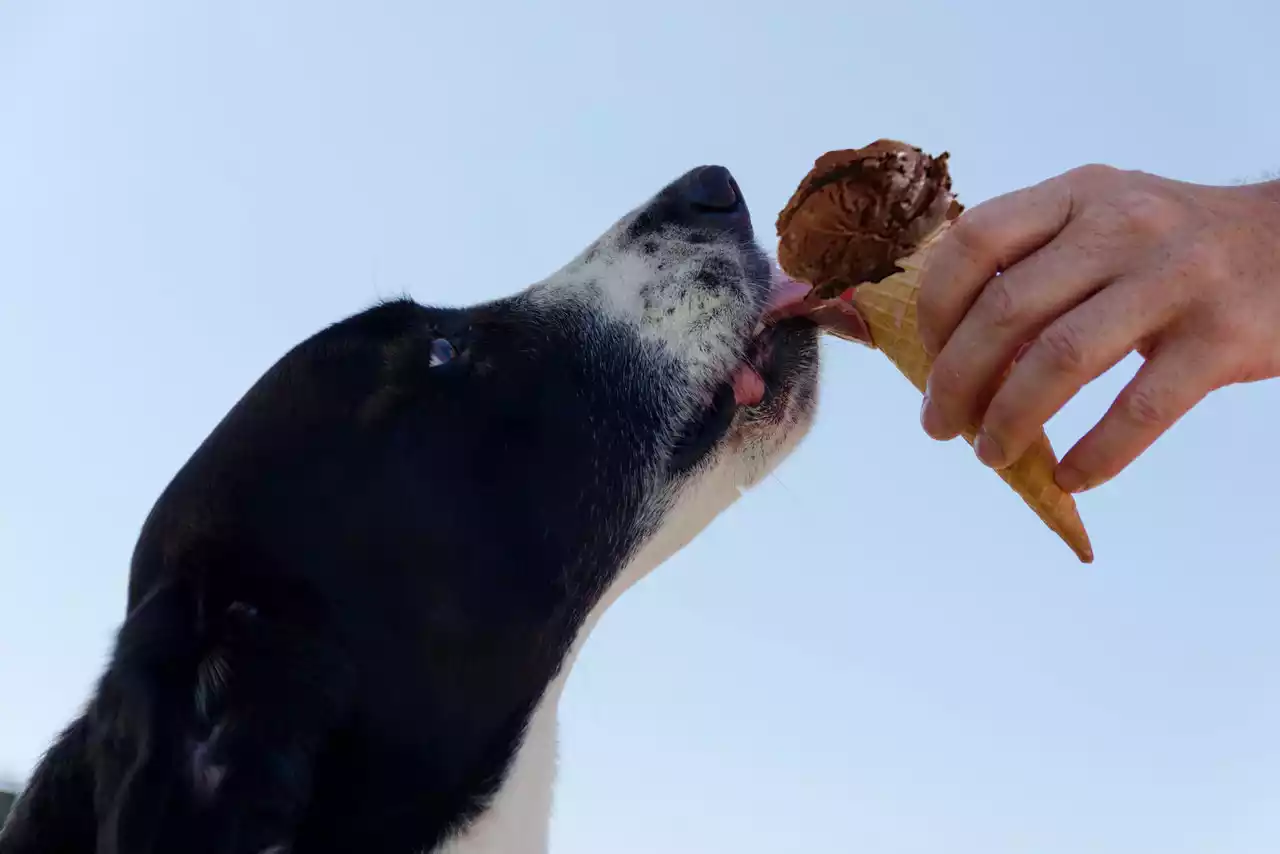 Is-chocolate-ice-cream-bad-for-dogs