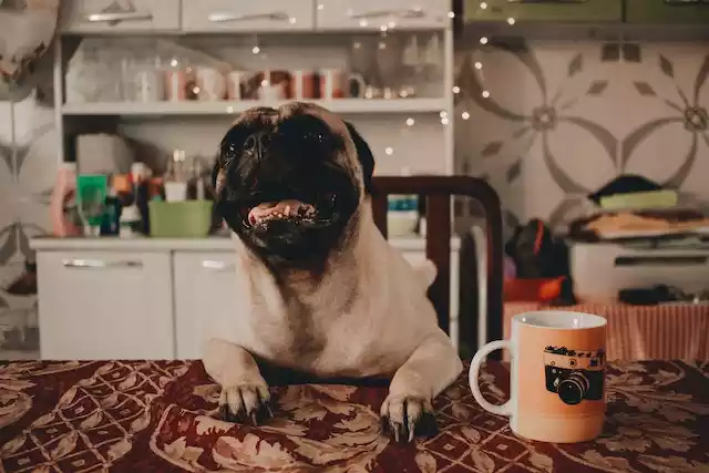 Is-coffee-bad-for-small-dogs