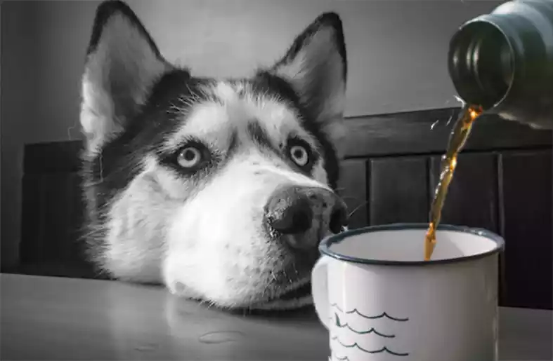 Is-decaf-coffee-bad-for-dogs