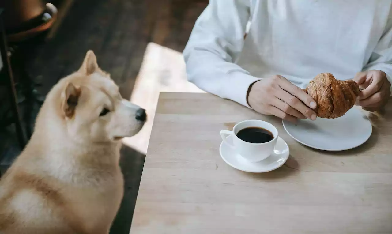 Why-is-coffee-bad-for-dogs