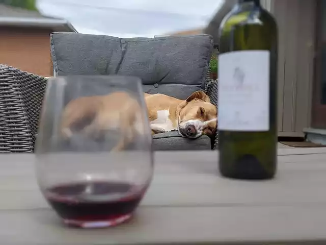 Why-sharing-wine-with-your-dog-can-be-risky