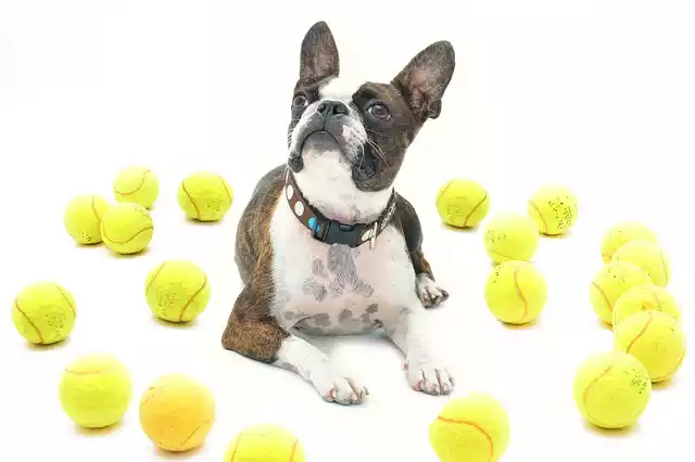 are-boston-terriers-smart