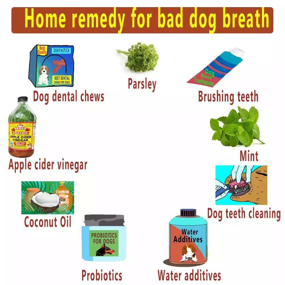 home-remedy-for-bad-dog-breath