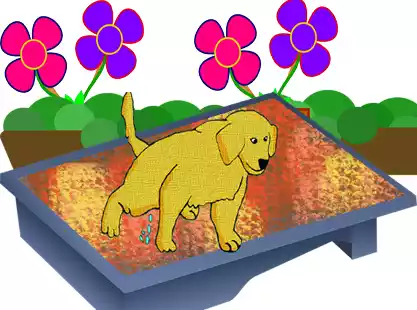 How-to-train-a-golden-retriever-puppy How-to-train-a-golden-retriever-puppy