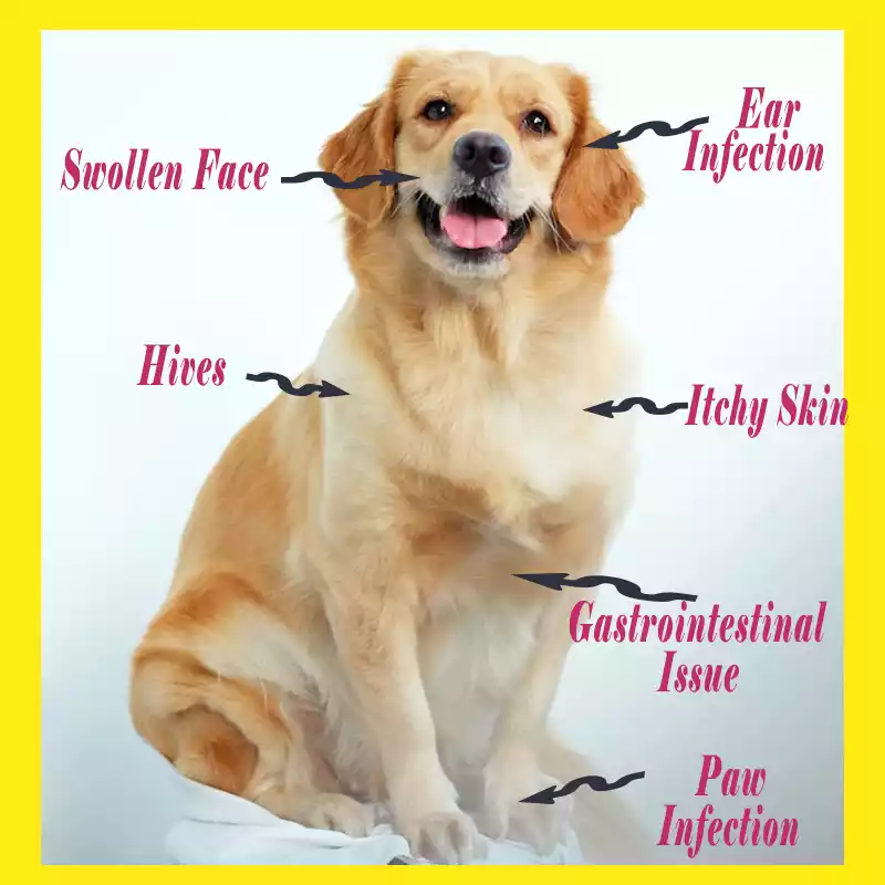 food-allergies-in-dogs-symptoms