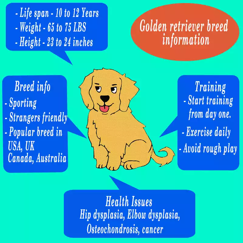 Golden-retriever-breed Golden-retriever-breed