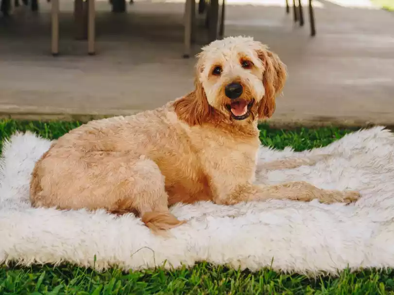 Dog-Bed-White-with-Brown-Accents