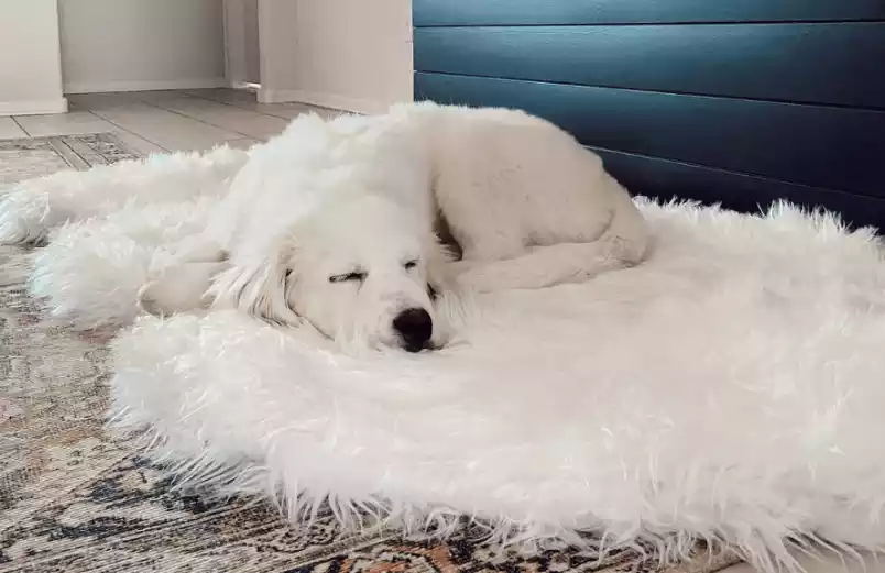 Faux-Fur-Orthopedic-Dog-Bed-Curve-Polar-White