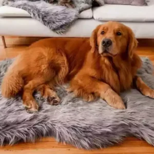 Read more about the article Comfy Dog Beds: Reduce Stress & Improve Joint Health
