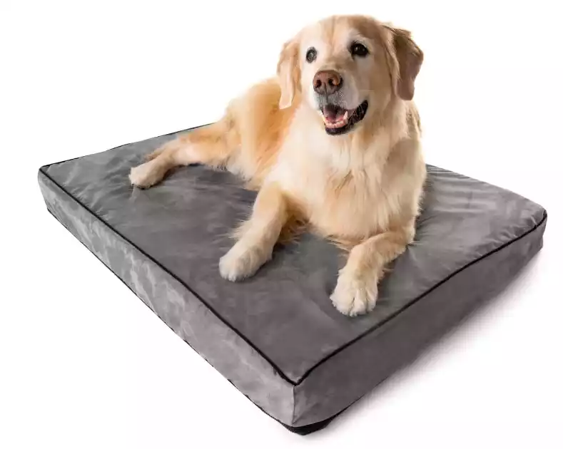 Read more about the article Orthopedic Dog Beds: Everything You Need to Know
