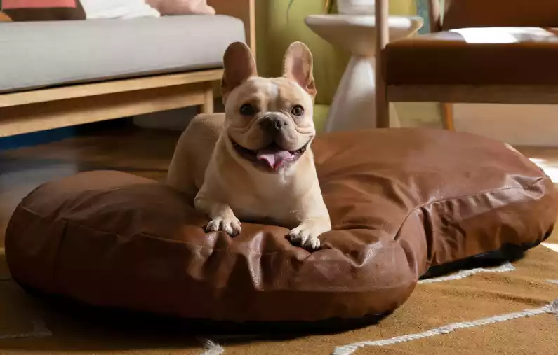 Best-dog-beds