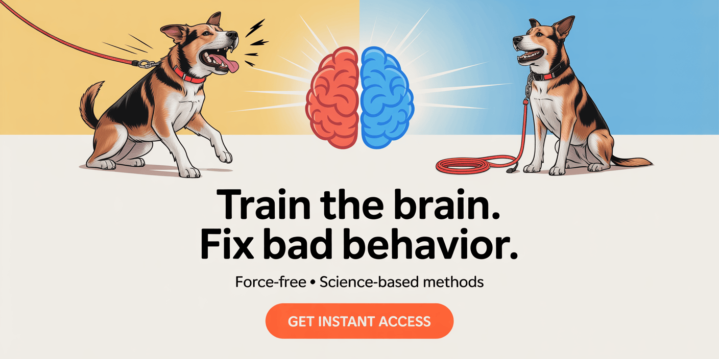 force-free-dog-training-by-certified-trainer