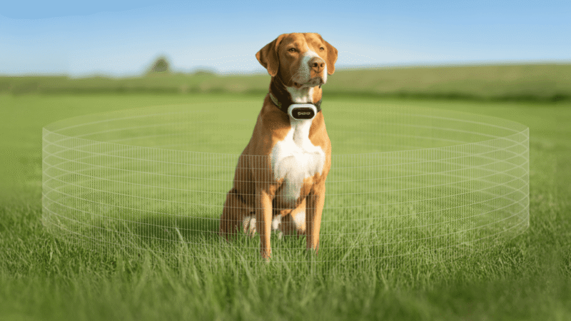 spoton-gps-fence-dog-collar-on-dog-in-open-yard