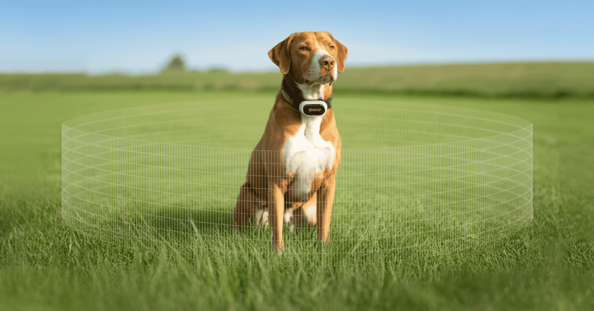 Read more about the article Unbiased SpotOn GPS Fence Dog Collar Reviews