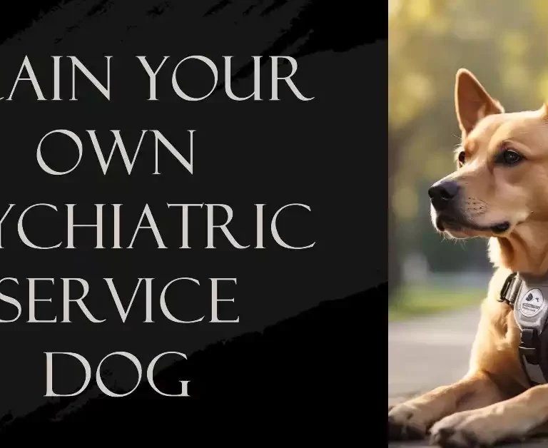 train-a-psychiatric-service-dog