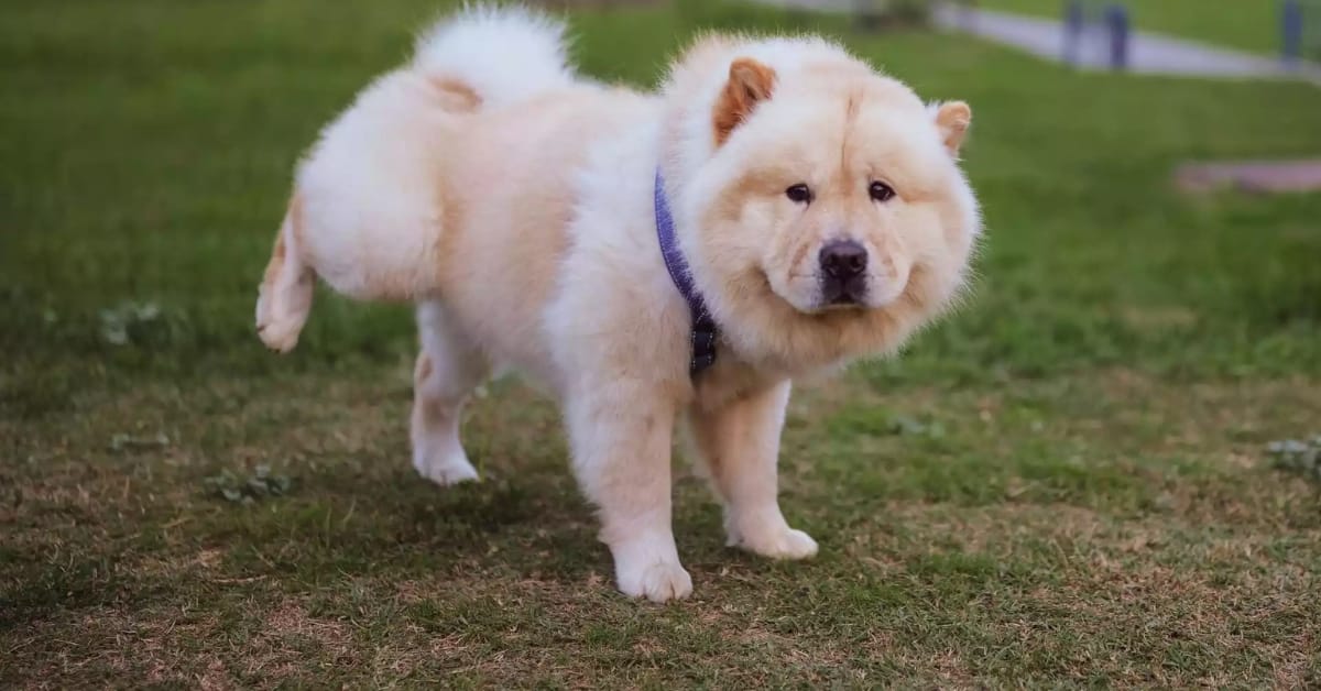 Read more about the article Training Your Dog to Pee Away from Home