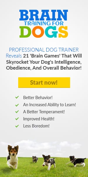 common-mistakes-in-potty-training-a-puppy