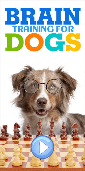 effective-dog-training-methods-for-aggression-issues