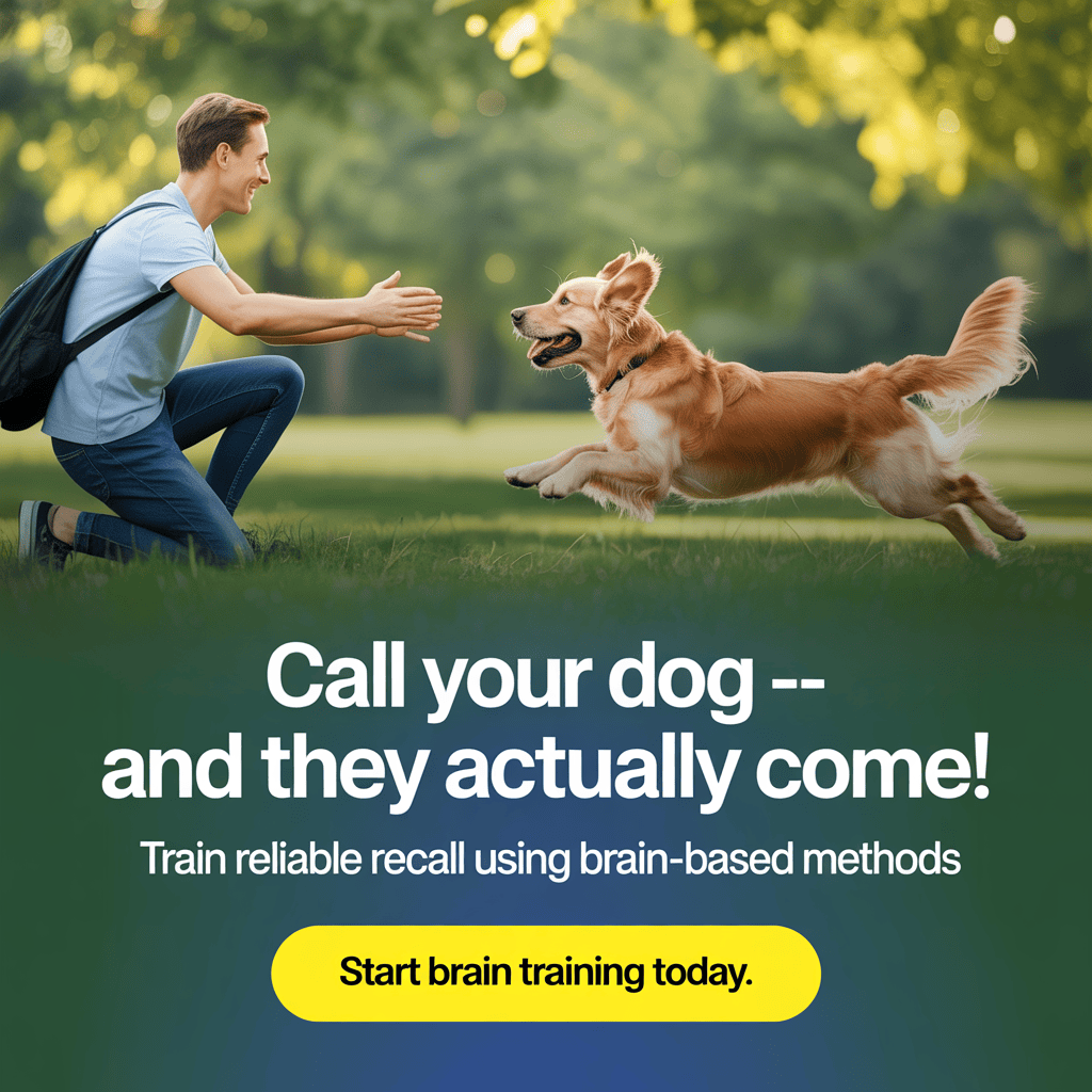 dog-behavior-training-with-brain-games