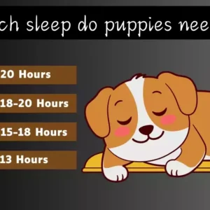Read more about the article Puppy Sleep Training: Complete Week-by-Week Schedule (0-16 Weeks) | 2025 Guide