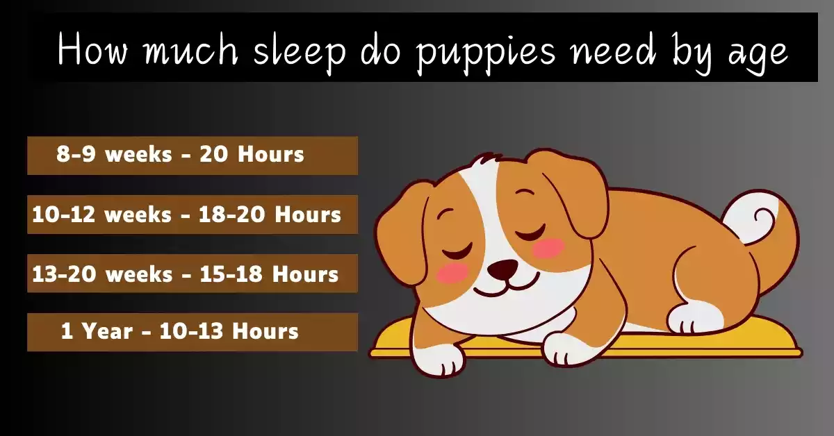 Read more about the article Puppy Sleep Training: Complete Week-by-Week Schedule (0-16 Weeks) | 2025 Guide
