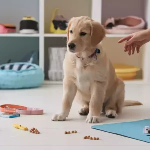 Read more about the article Common Mistakes to Avoid When You Train  New Puppy