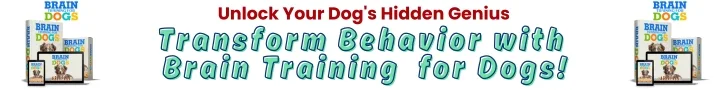 how-to-stop-leash-pulling
