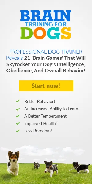 leash-pulling-solutions-for-strong-dogs