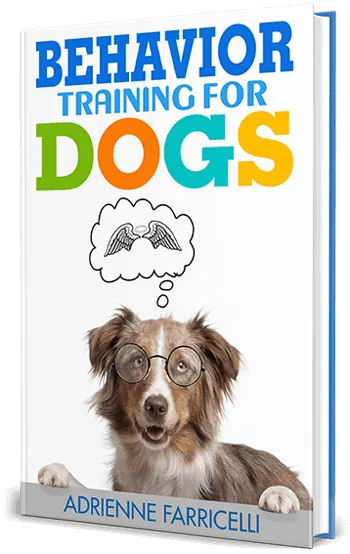 how-to-train-a-chow-chow-puppy-to-be-obedient