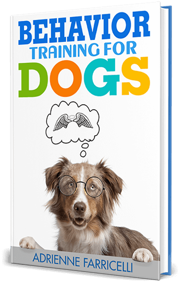 Chow-Chow-training-tools-for-behavior-control