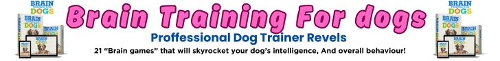 feeding-tips-for-chow-chow-puppy