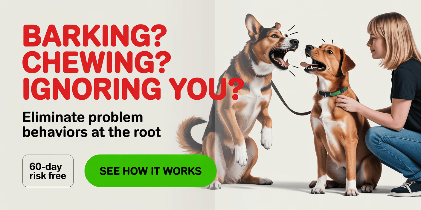 force-free-dog-training-by-certified-trainer