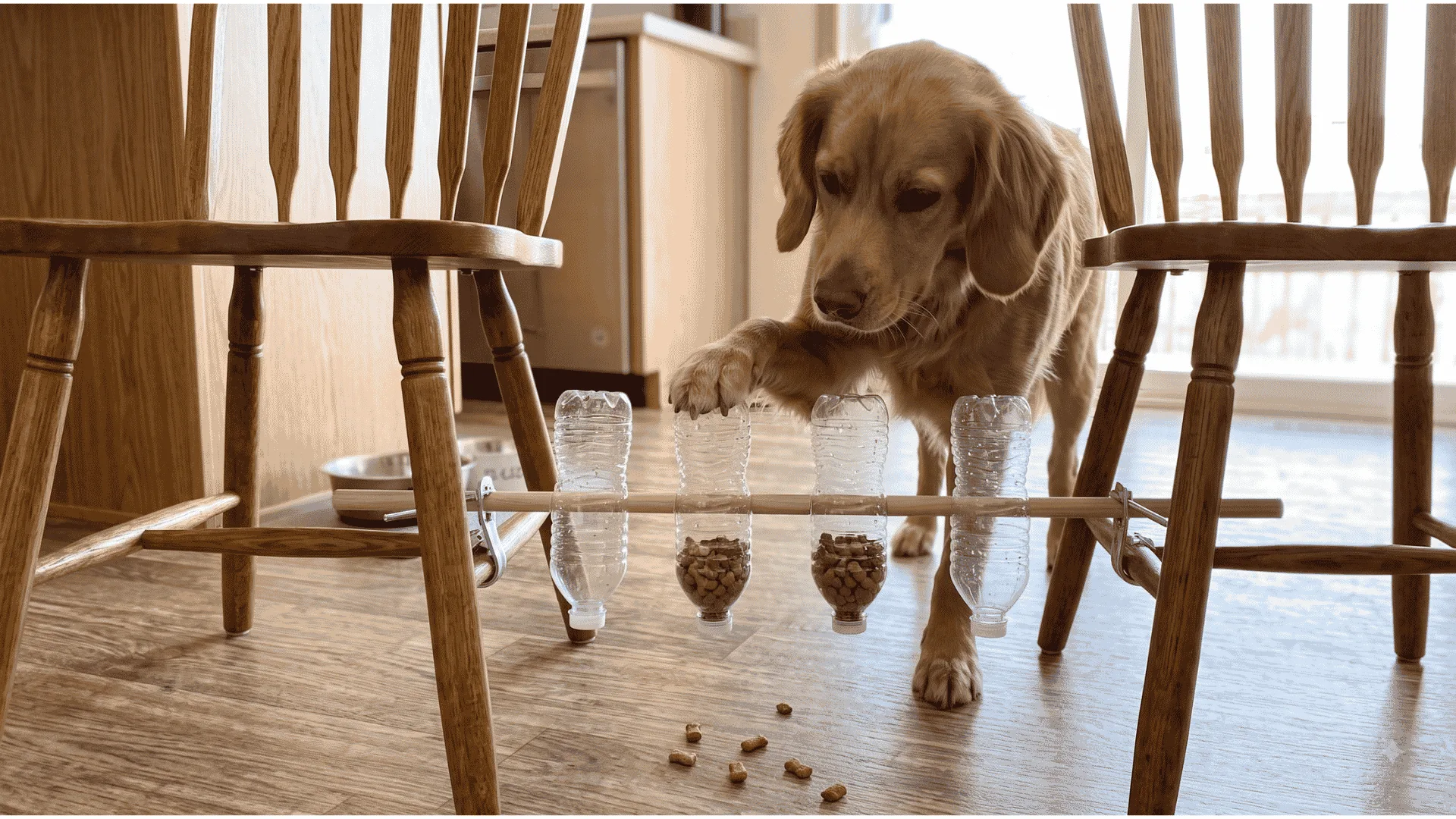 water-bottle-kibble-dispenser-between-chairs-dog-enrichment